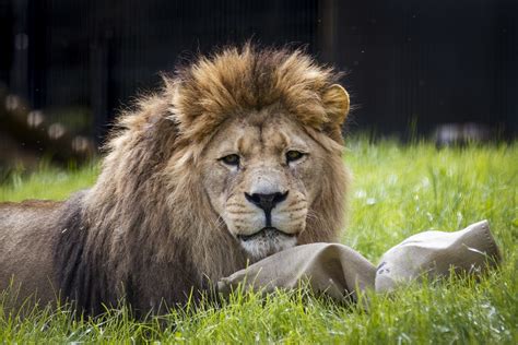 burberry lions|photos of a barbary lions.